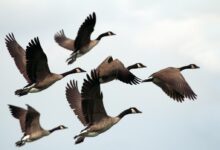 gray-and-black mallard ducks flying during day time