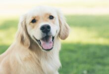 adultgolden retriever