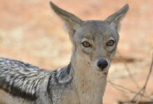 shallow focus photography of grey animal