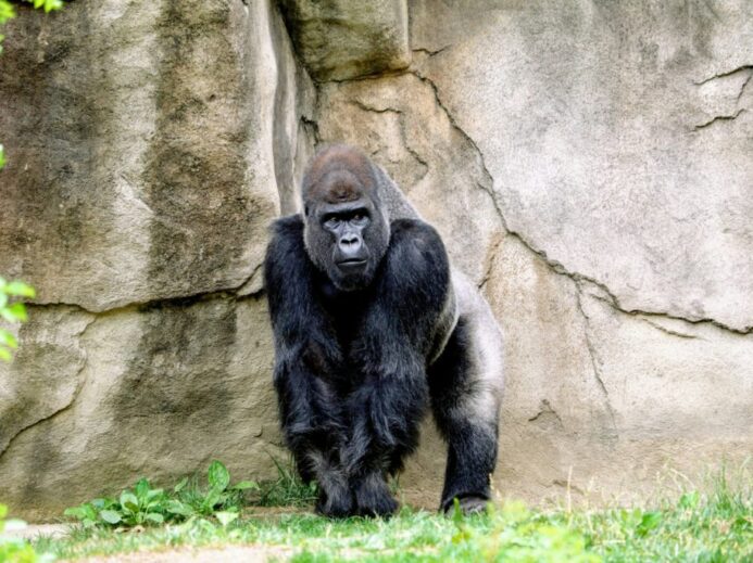 black gorilla standing behind rock
