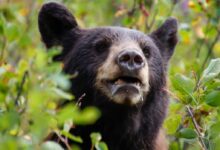a close up of a bear in a field of plants