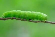 green caterpillar on brown stem in close up photography during daytime