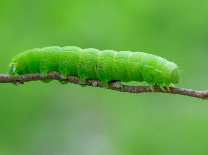 green caterpillar on brown stem in close up photography during daytime