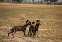 a group of wild dogs playing in a field