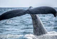 whale's tail sticking out of the ocean during day