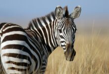 zebra standing on wheat field