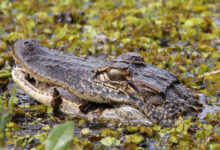 Aligator