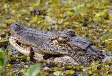 Aligator