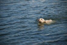 dog swimming on ocean during daytime