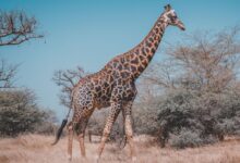 wildlife photography of giraffe near trees
