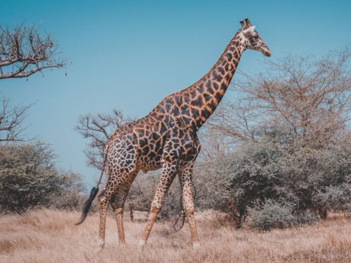 wildlife photography of giraffe near trees