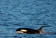 A Killer Whale in the Sea
