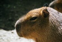 Selective Photo of Brown Capybara