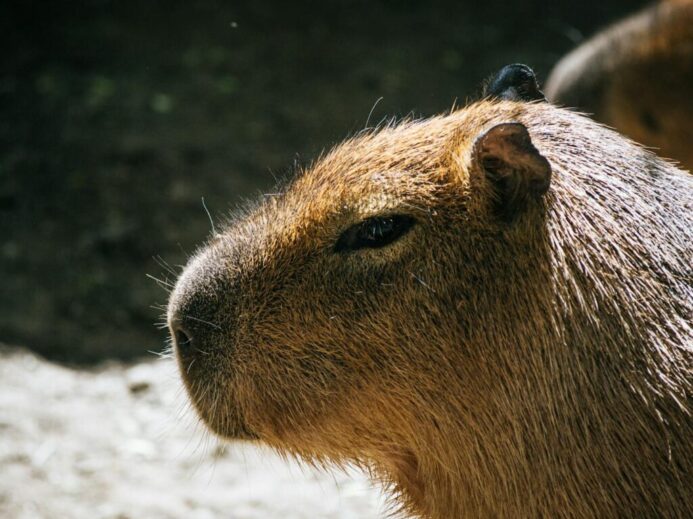 Selective Photo of Brown Capybara