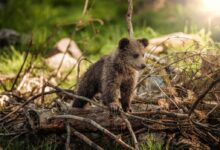 Brown Bear on Brown Wood