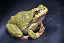 frog, amphibian, animal