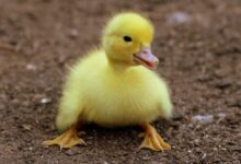 duckling, birds, yellow