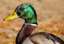 duck, mallard, bird