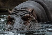 Hippo in Nature