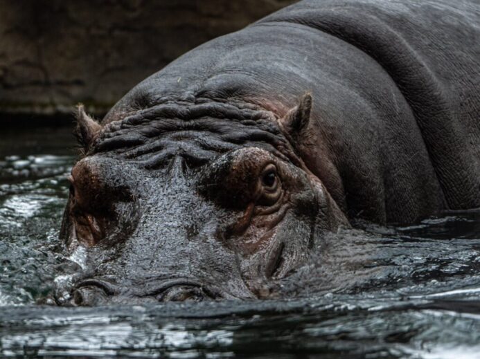 Hippo in Nature
