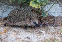 A small hedgehog is walking on the ground