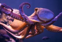 Octopus dance
