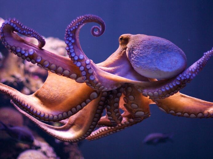 Octopus dance