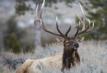 Bull elk, Blacktail Deer Plateau
