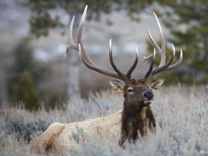 Bull elk, Blacktail Deer Plateau