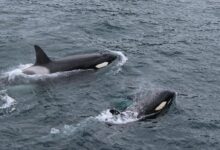 Two Black and White Dolphins on Body of Water