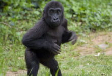 Smithsonian's National Zoo's Baby Gorilla: Spring 2011