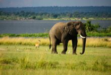 Elephant On Green Grass Field