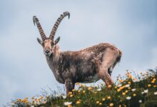 alpine ibex, steinbock, animal