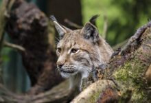 lynx, cat, animal