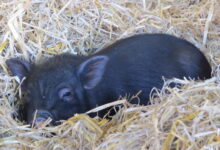 Micro Pig