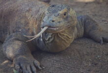 KOMODO DRAGON