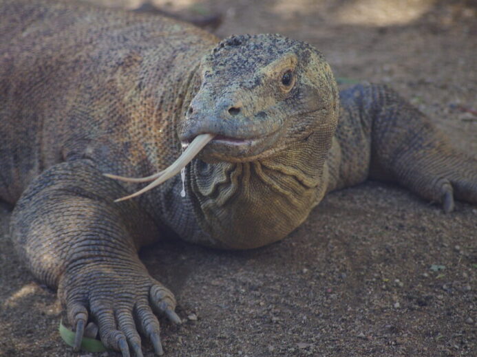 KOMODO DRAGON
