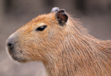 Portrait of a capybara