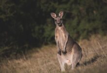 eastern grey kangaroo, kangaroo, animal