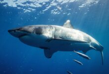 white and black shark underwater