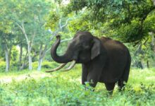 Black Elephant Near Trees