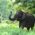 Black Elephant Near Trees