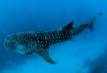 underwater photography of black fish