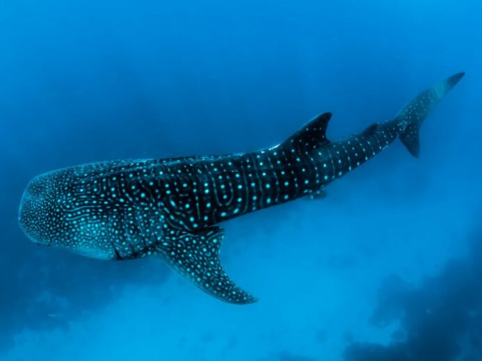 underwater photography of black fish