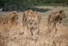 pride of lion walking on dried grass