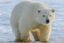 polar bear on snow covered ground during daytime