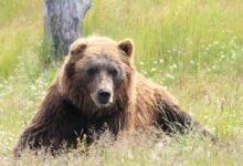 brown bear lying on grass field during daytime