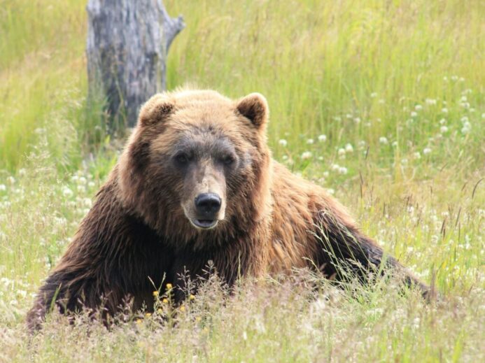 brown bear lying on grass field during daytime