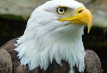 hawk