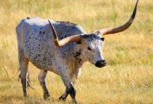 gray four legged animal on green grass field